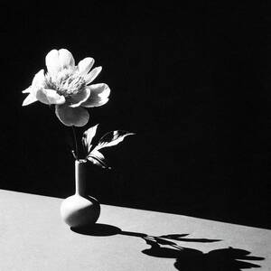 Flower In Vase by Horst P. Horst Flower In Vase by Horst P. Horst