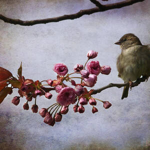 Fluffy Sparrow  by Barbara Orenya