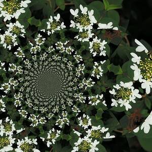 Foral abstract by Jeff Swan
