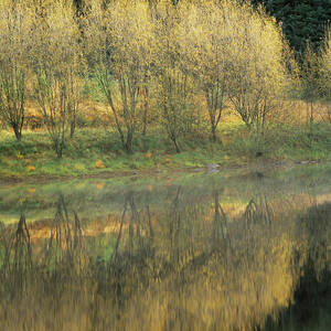 Forest Reflection by Science Photo Library