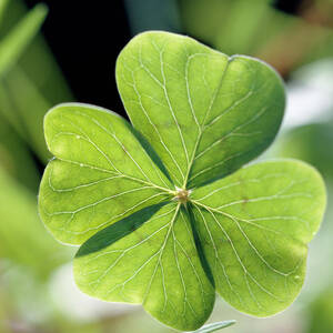 Four-leaf Clover by Science Photo Library