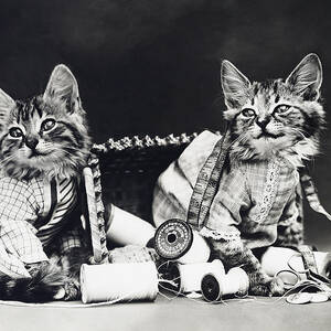 Frees Kittens, C1915 by Granger