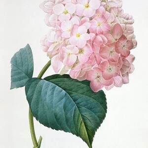 French Hydrangea Hydrangea Hortensis by Science Photo Library