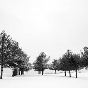 Fresh Winter Snow With Rows Of Pine by Megan Wyeth