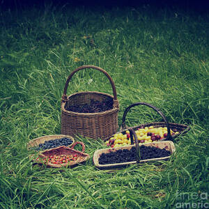 Fruits of the Hedgerow by Tim Gainey