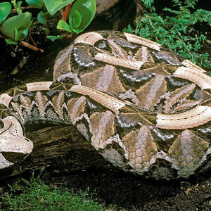 Gaboon Viper by ER Degginger