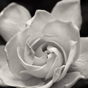 Gardenia Bloom in Sepia by Jill Lang
