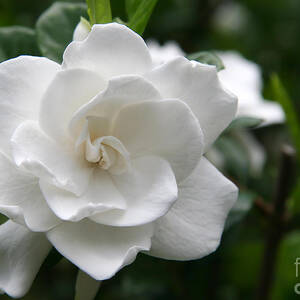 Gardenia Bloom by Jill Lang