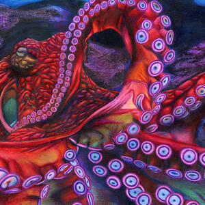 Giant Pacific Octopus by Erick Villegas by California Coastal Commission