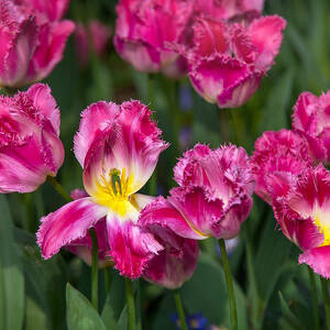 Glorious Tulips Display in Keukenhof Botanical Garden 2. Netherlands by Jenny Rainbow