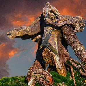 Gnarled Tree Trunk at Sunset by John Haldane