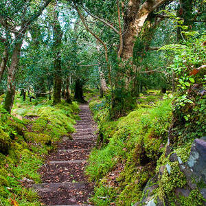 Go Down In The Woods by Mark Callanan