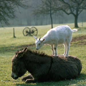 Goat And Donkey by Hans Reinhard