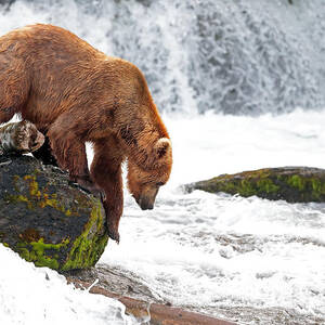 Going In by Bill Singleton
