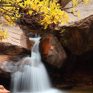 Golden Fall by Bill Singleton
