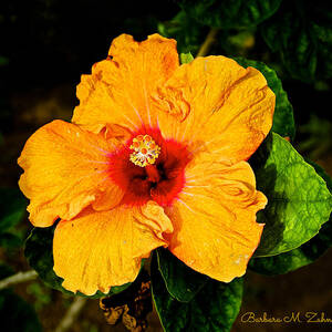 Orange Hibiscus Photograph by Barbara Zahno