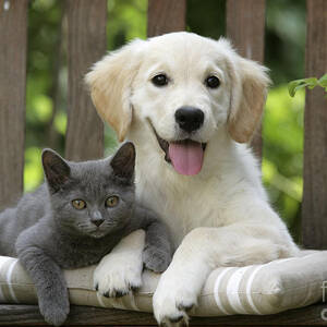 Golden Retriever And Kitten by Jean-Michel Labat