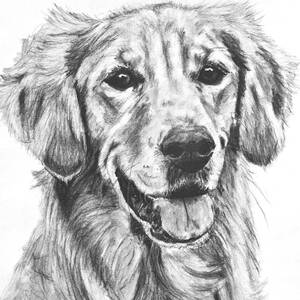 Featured image of post Golden Retriever Realistic Dog Coloring Pages / Select from 32084 printable crafts of cartoons, nature, animals, bible and many more.
