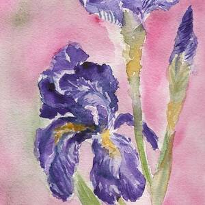 Iris Painting by Bev Veals | Fine Art America