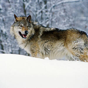 Gray Wolf In Snow, Montana, Usa by Panoramic Images