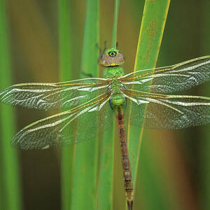 Green Darner Dragonfly On Reeds by Jaynes Gallery