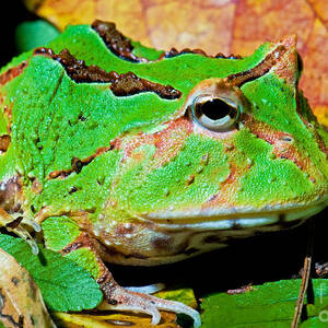 Green Fantasy Frogpacman Frog by Millard H. Sharp