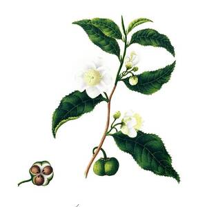 Green Tea Flowers And Fruits by Science Photo Library