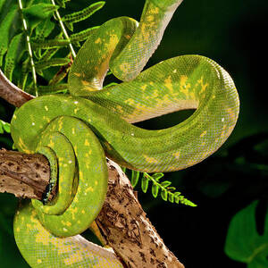 Green Tree Python (captive by David Northcott