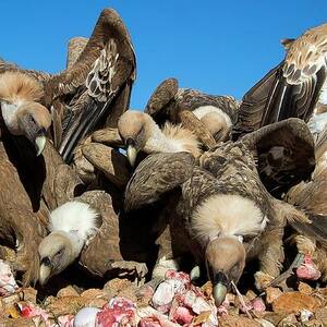 Griffon Vultures Feeding by Science Photo Library
