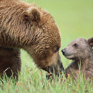 https://render.fineartamerica.com/images/rendered/square-dynamic/small/images-medium-large-5/grizzly-bear-and-4-mos-old-cub-katmai-n-.jpg