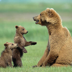 Grizzly Cubs with Mother by Yva Momatiuk and John Eastcott