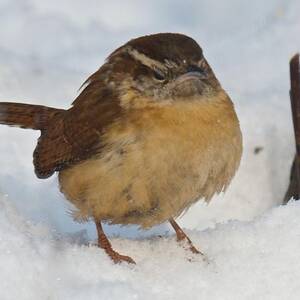 Grumpy Wren by Kristin Hatt