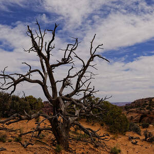 Guardian Tree by Jonathan Davison