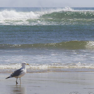 Gull with Parallel Waves by Natalie Rotman Cote