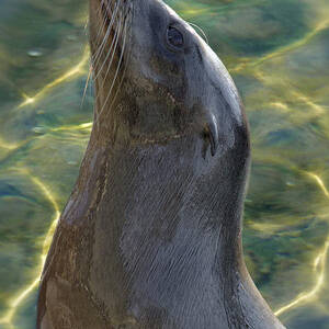 Harbor Seal  Saint Louis Zoo