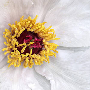 Heart of the Tree Peony by Gill Billington