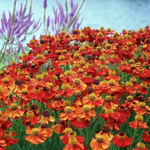 Helenium 'moerheim Beauty' by Science Photo Library