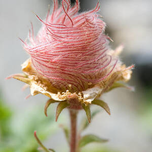 Herb Bennet by Frank Derer