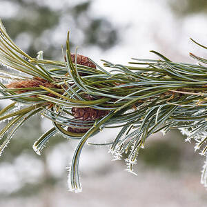 Hoar Frost by Steven Ralser