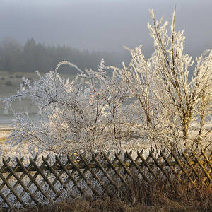 Hoarfrost in winter by Matthias Hauser