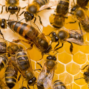 Honeybee Workers And Queen by Mark Bowler