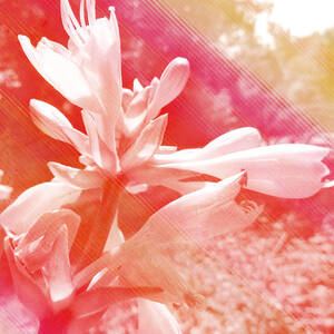 The Flower Can Always Be Changing by Shawna Lemay The Flower Can Always Be Changing by Shawna Lemay