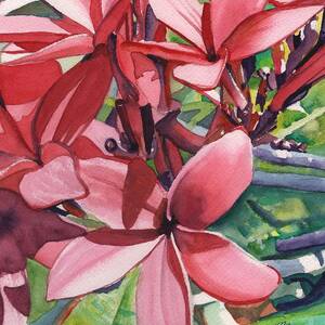 Hot Pink Plumeria by Marionette Taboniar
