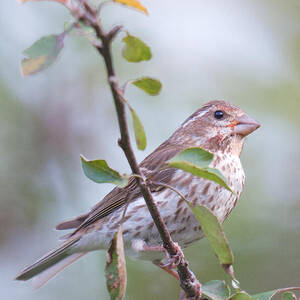 House Finch in the Apple Tree by Kristin Hatt