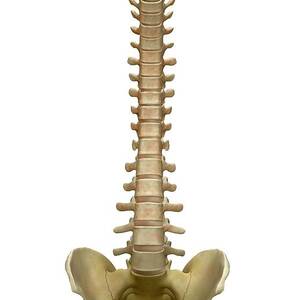 Human Backbone Photograph by Tim Vernon / Science Photo Library
