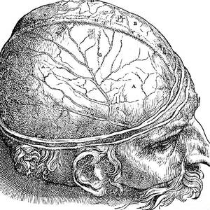 Human Brain Vesalius 16th Century by Science Source