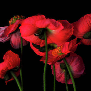 Icelandic Poppies - The View From Down by Bill Gracey