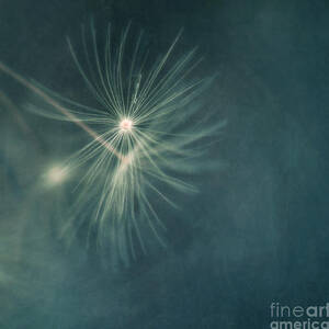 If I had one wish II by Priska Wettstein