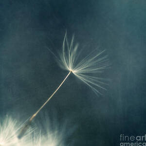 If I had one wish III by Priska Wettstein