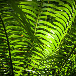 Illuminated Jungle Fern by Blake Webster